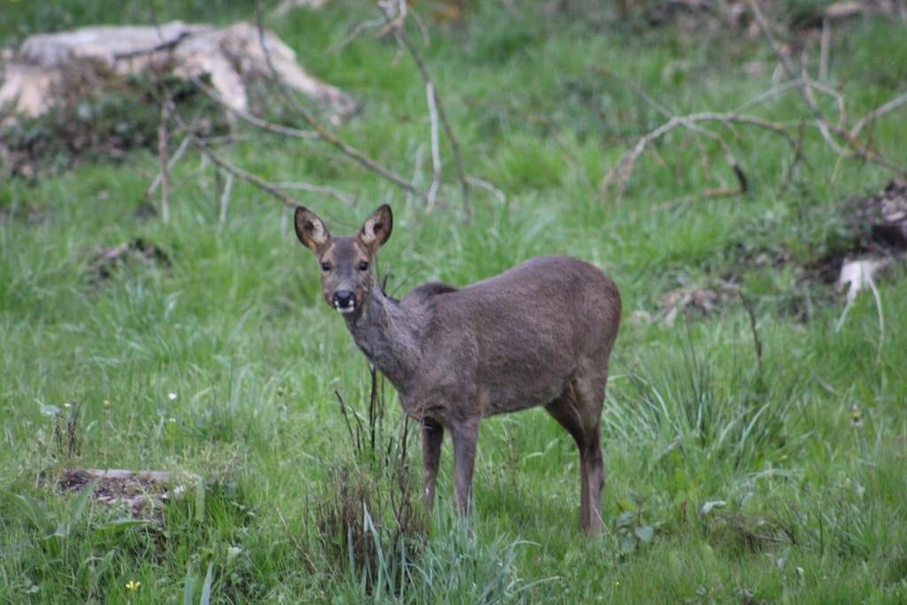 Gite La Cabuche Proche Du Zoo De Beauval Le Controis-en-Sologne Eksteriør bilde